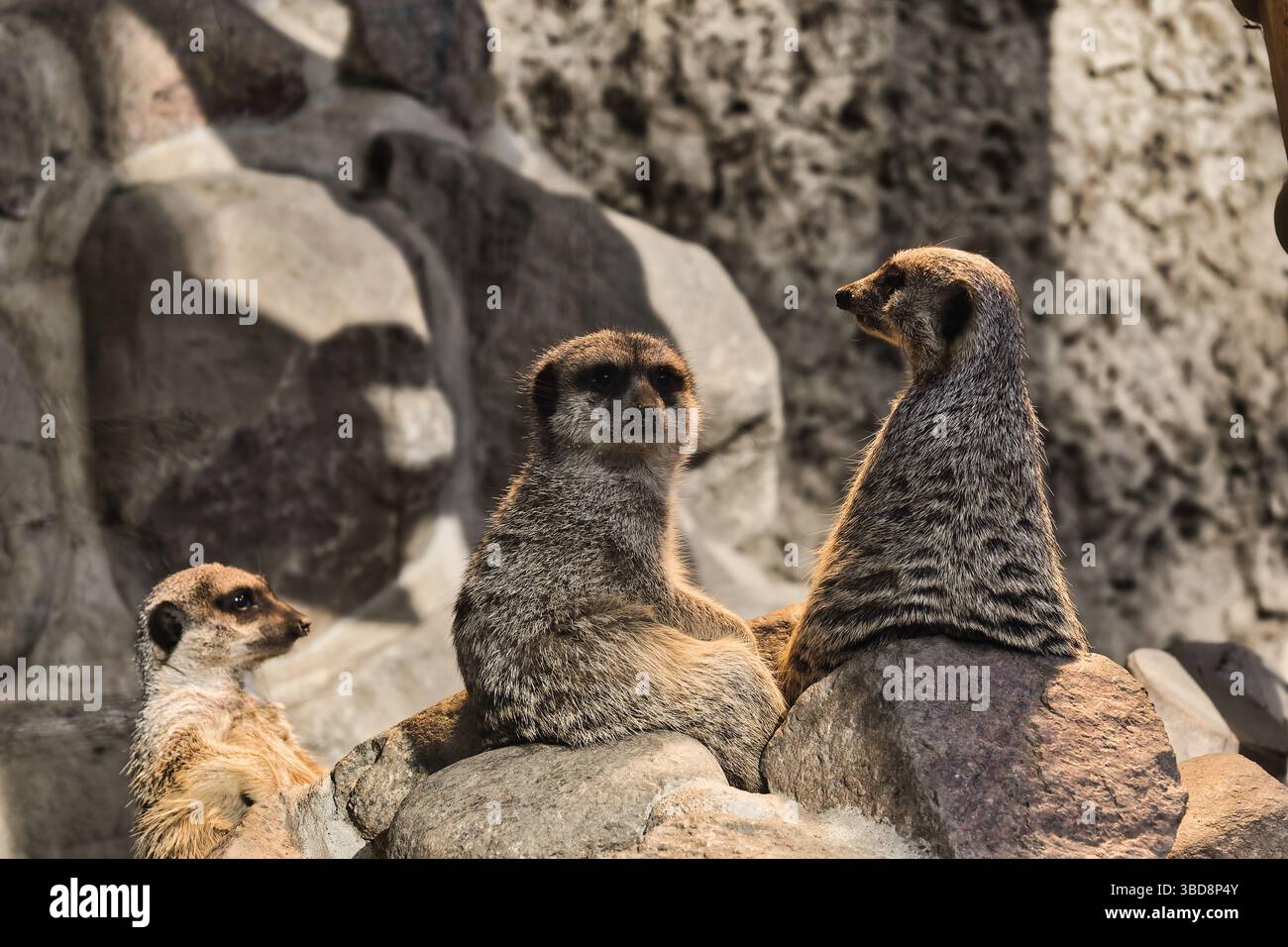meerkat carino animale selvatico dolce natura Foto Stock