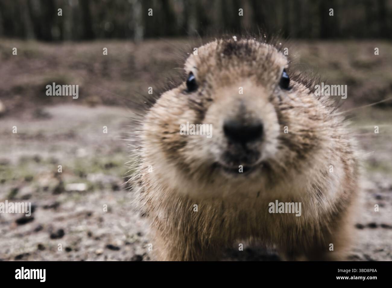 cane prateria animali selvatici carini natura dolce Foto Stock