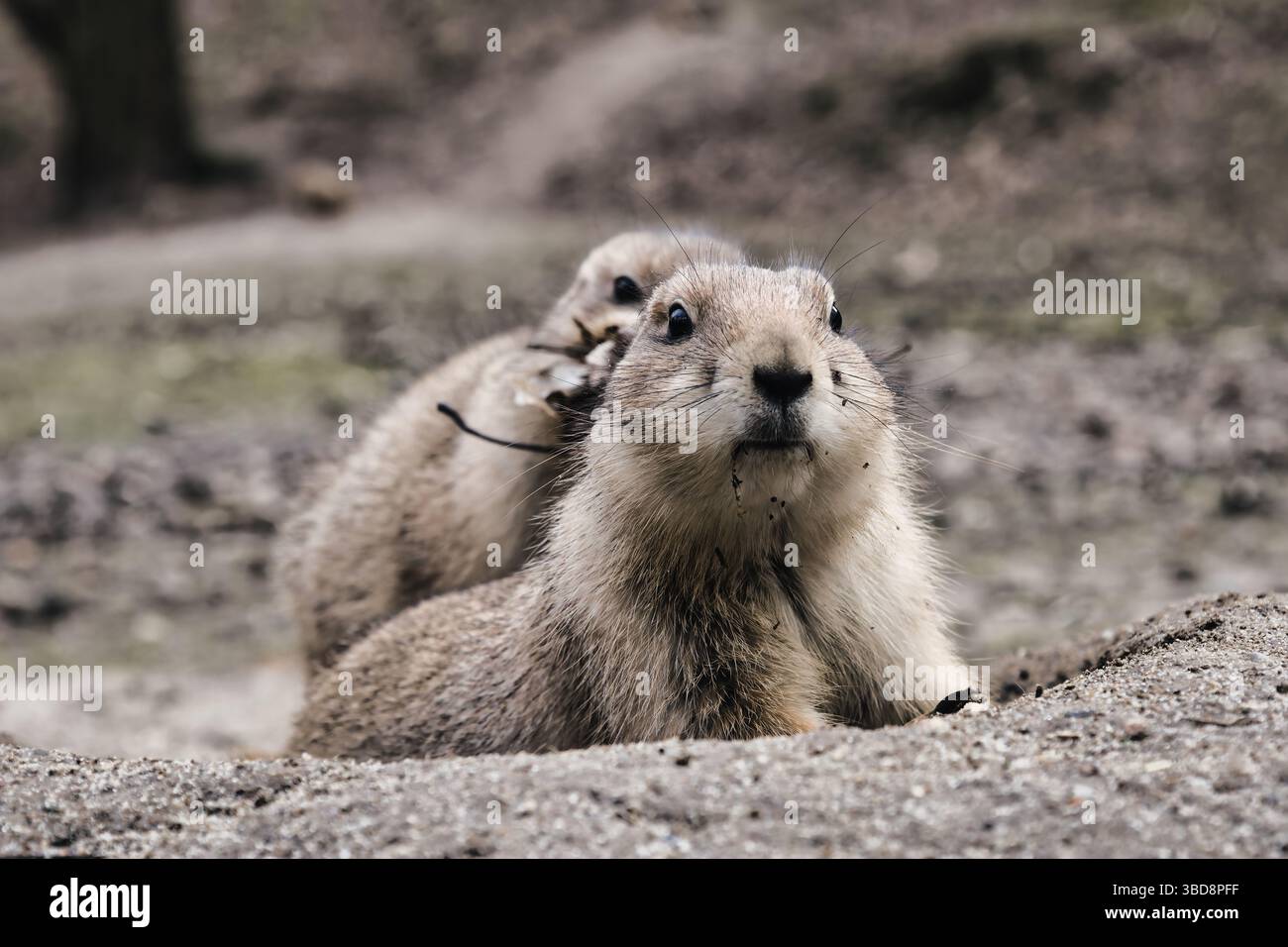 cane prateria animali selvatici carini natura dolce Foto Stock