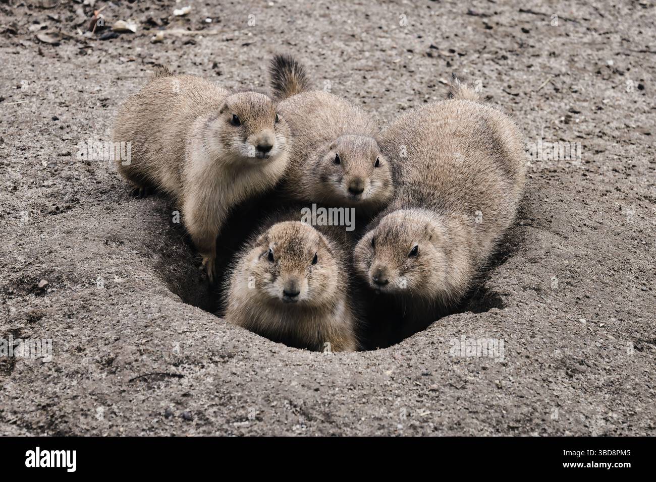 cane prateria animali selvatici carini natura dolce Foto Stock