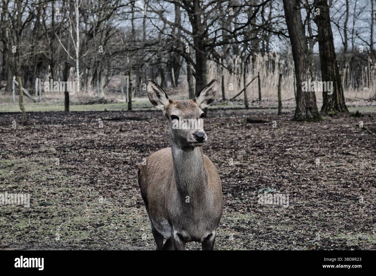 cervi animali selvatici carini, natura dolce Foto Stock