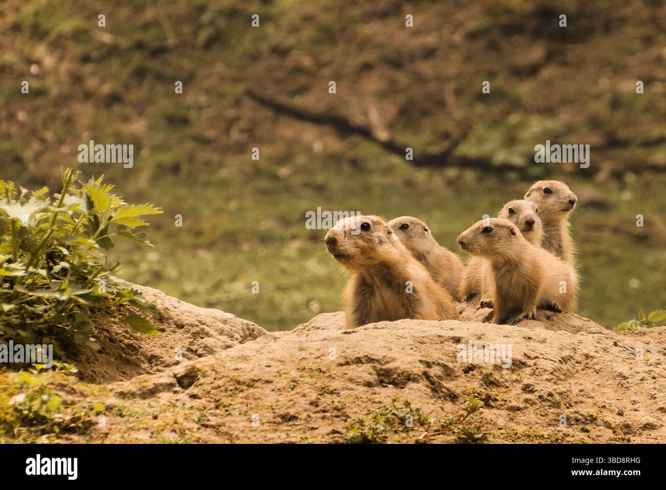 cane prateria animali selvatici carini natura dolce Foto Stock