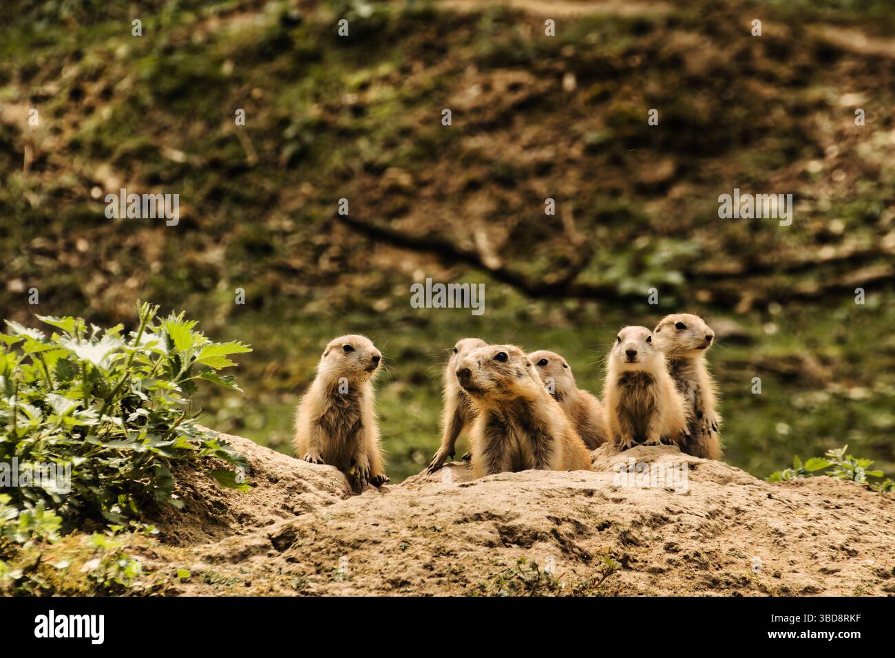 cane prateria animali selvatici carini natura dolce Foto Stock