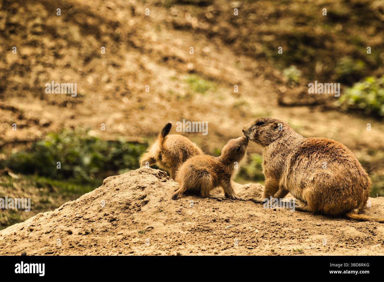 cane prateria animali selvatici carini natura dolce Foto Stock