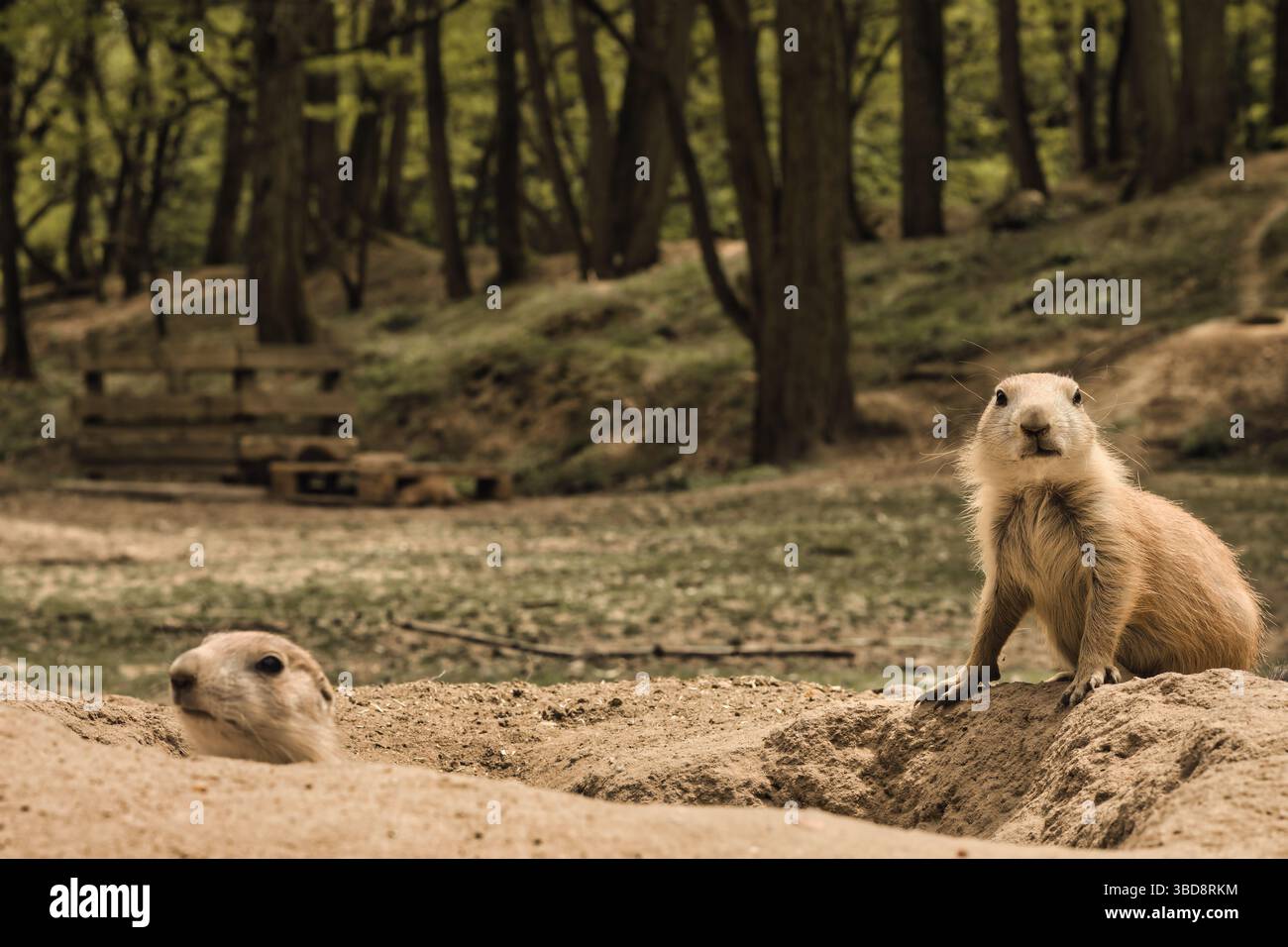 cane prateria animali selvatici carini natura dolce Foto Stock