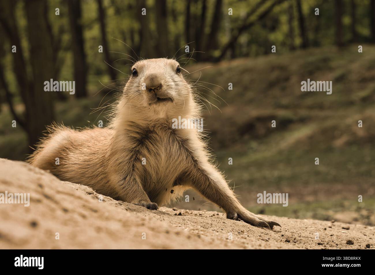 cane prateria animali selvatici carini natura dolce Foto Stock