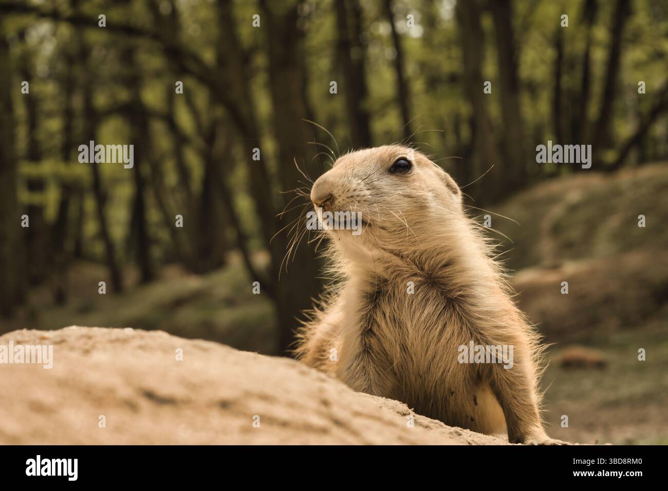 cane prateria animali selvatici carini natura dolce Foto Stock