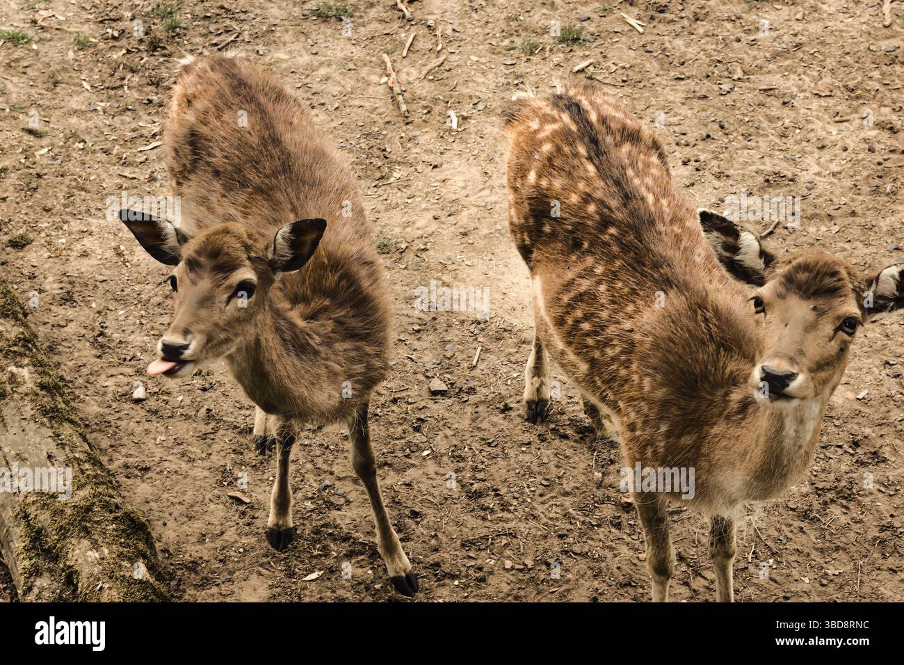 cervi animali selvatici carini, natura dolce Foto Stock