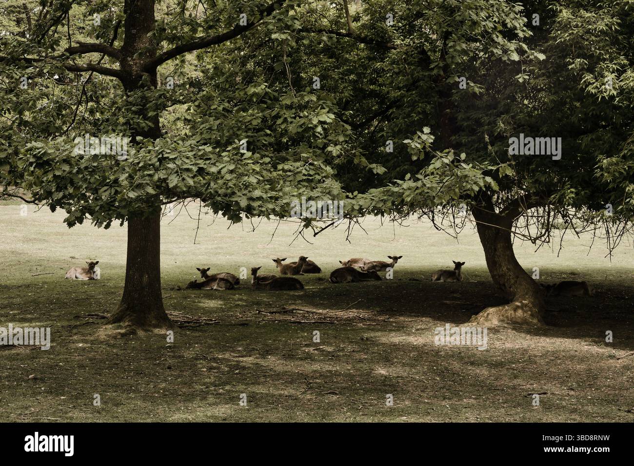 cervi animali selvatici carini, natura dolce Foto Stock