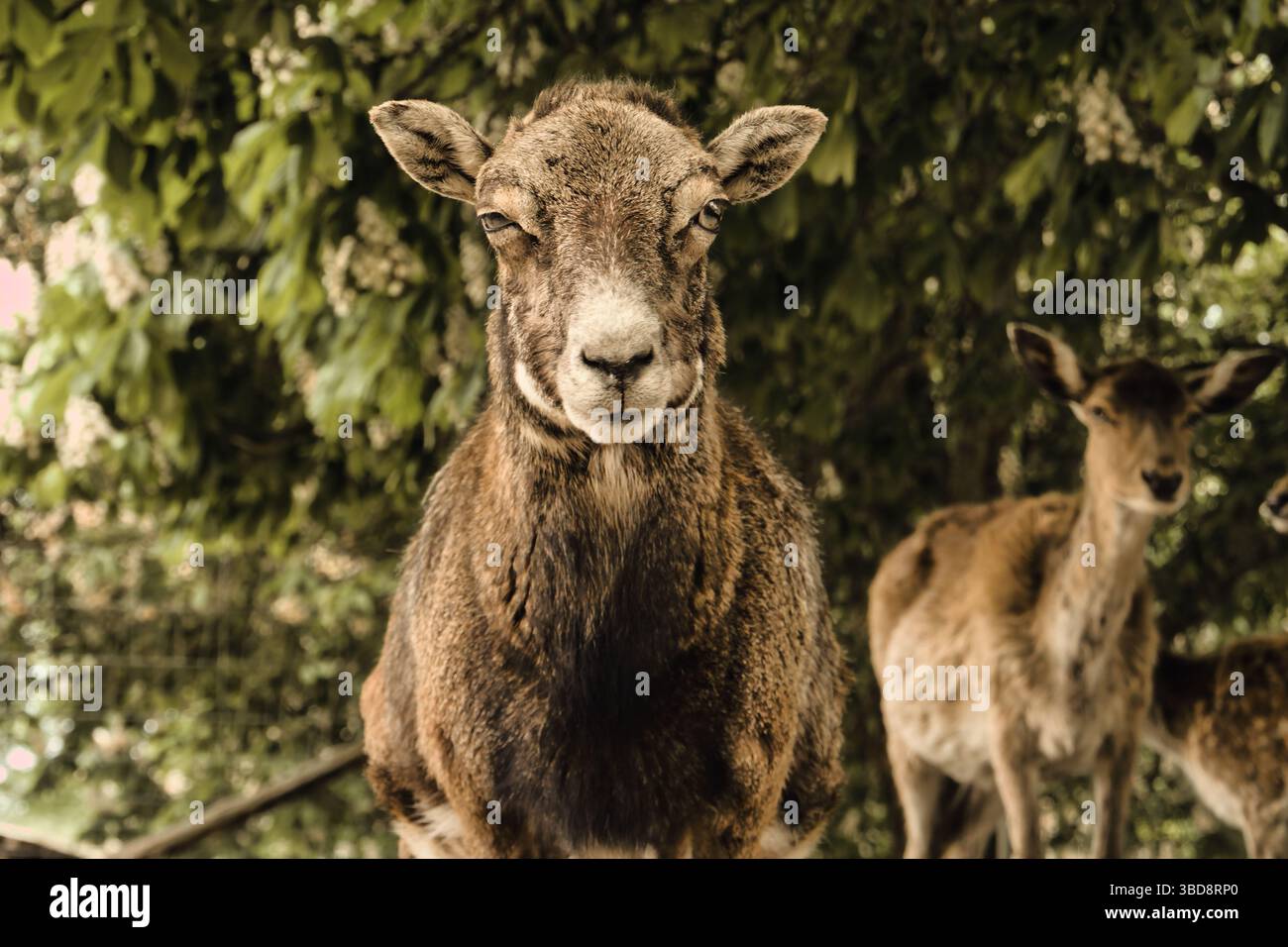 cervi animali selvatici carini, natura dolce Foto Stock