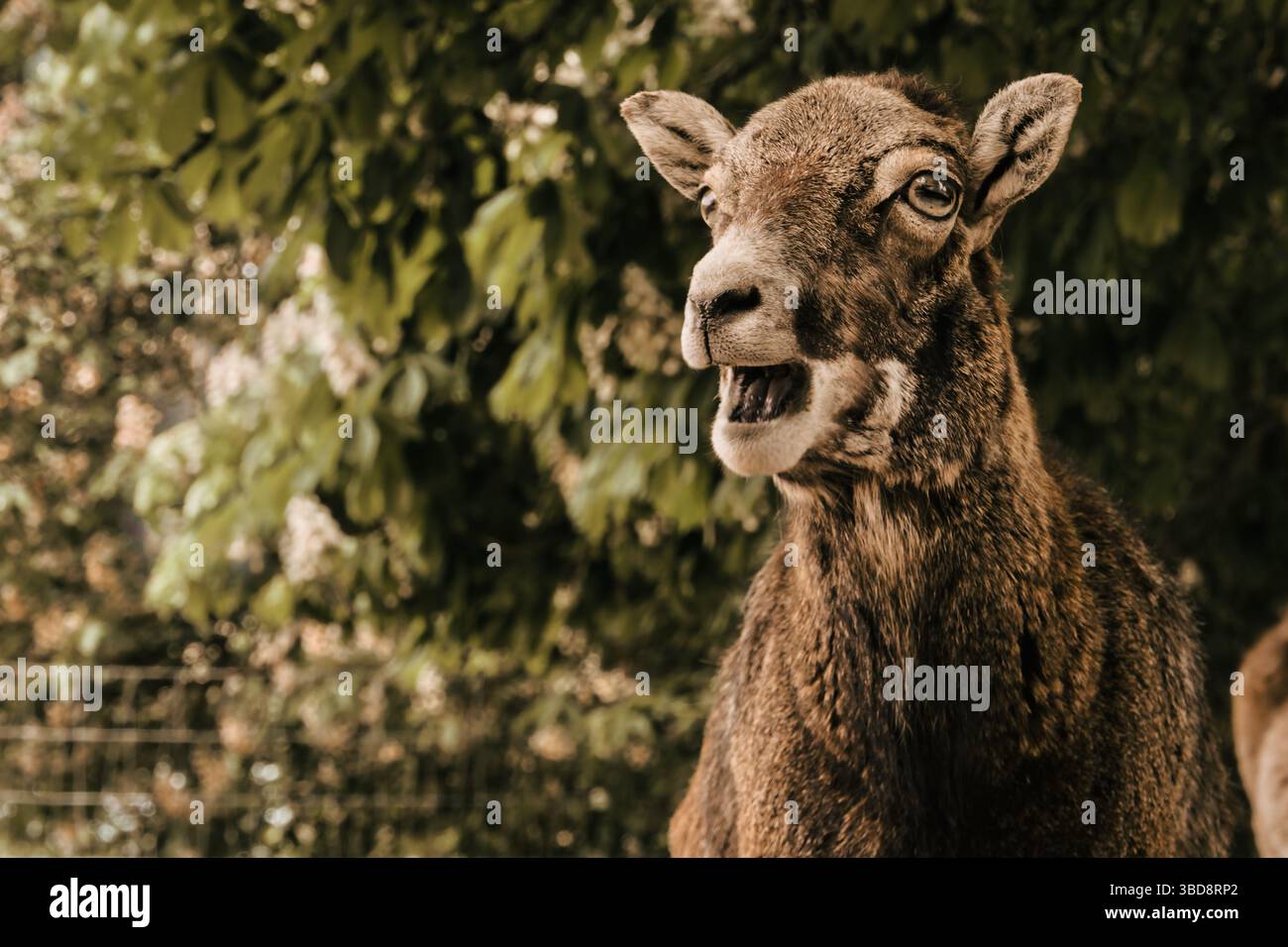 cervi animali selvatici carini, natura dolce Foto Stock