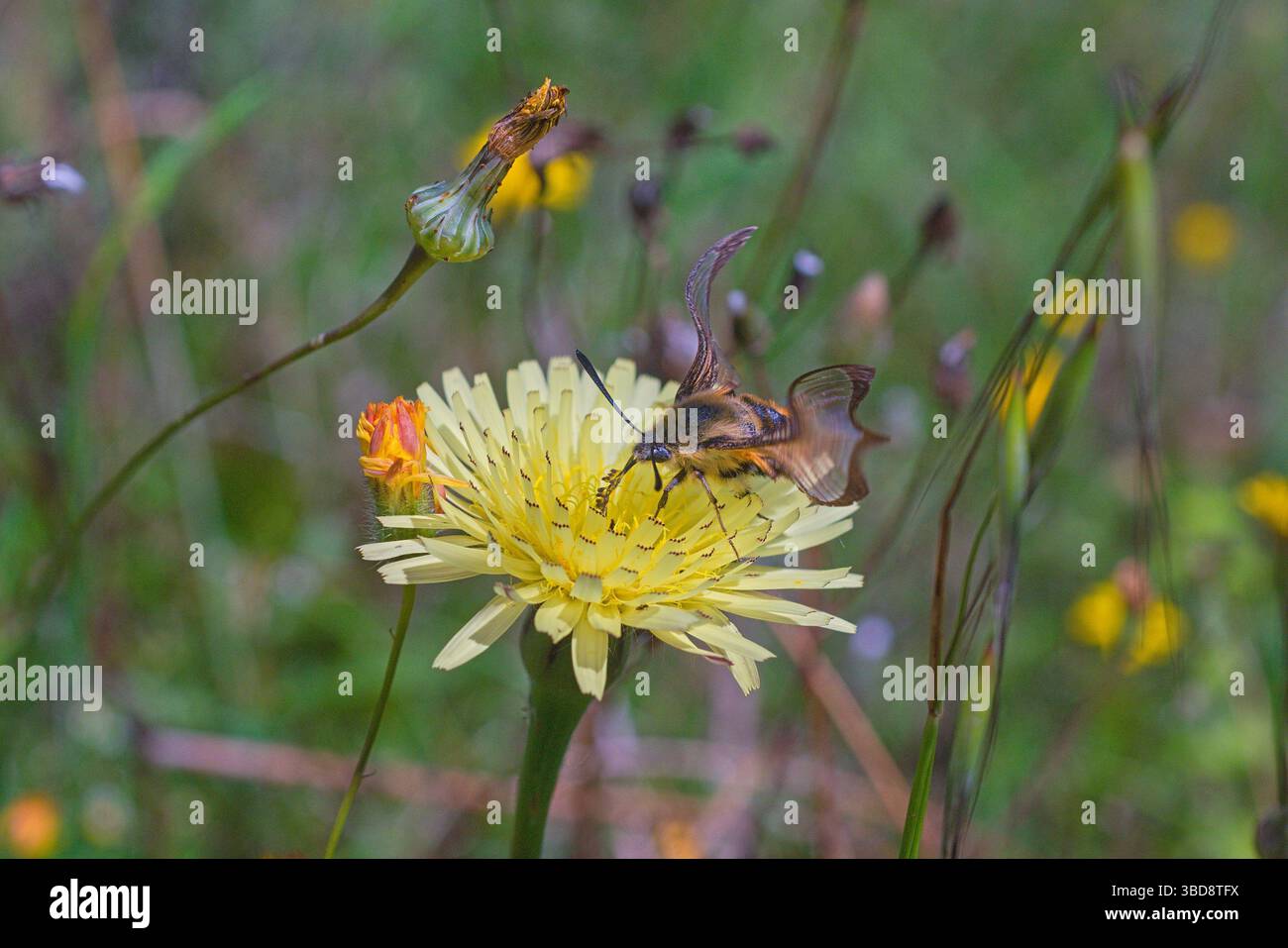 bella farfalla Hemaris Tityus con ali in movimento su fiore di scorzonera; Ficulle, Umbria Foto Stock
