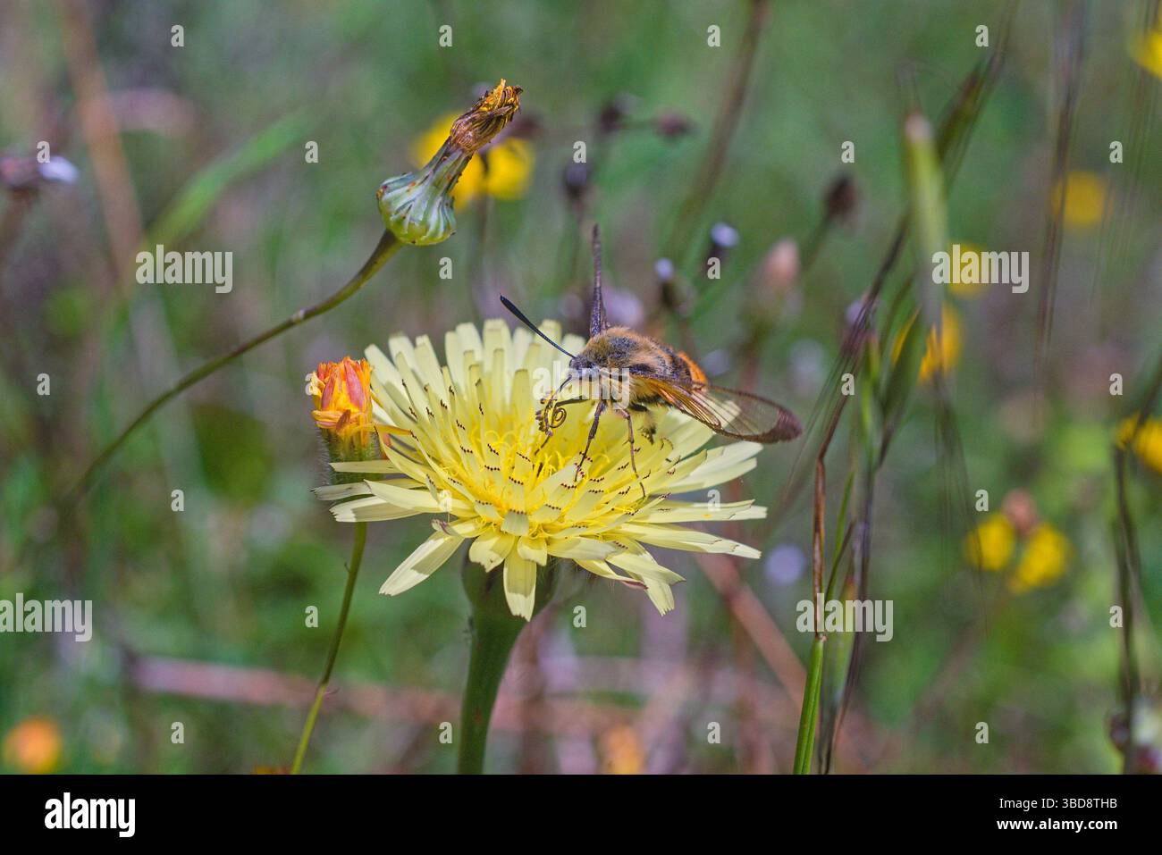 farfalla Hemaris Tityus su fiore di scorzonera; Ficulle, Umbria Foto Stock