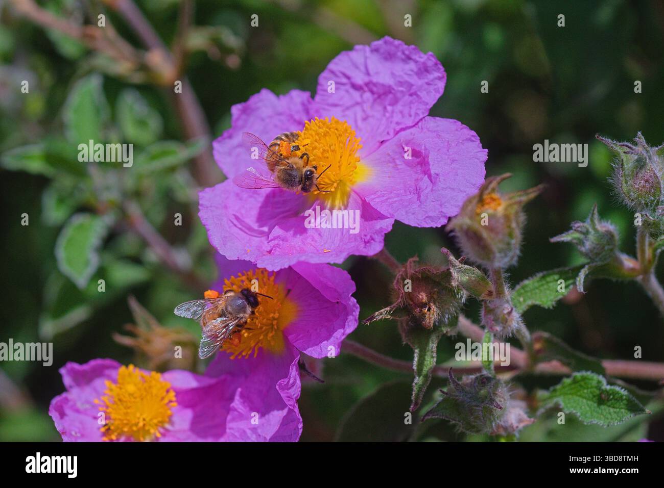 cisto rosso con vespe Foto Stock