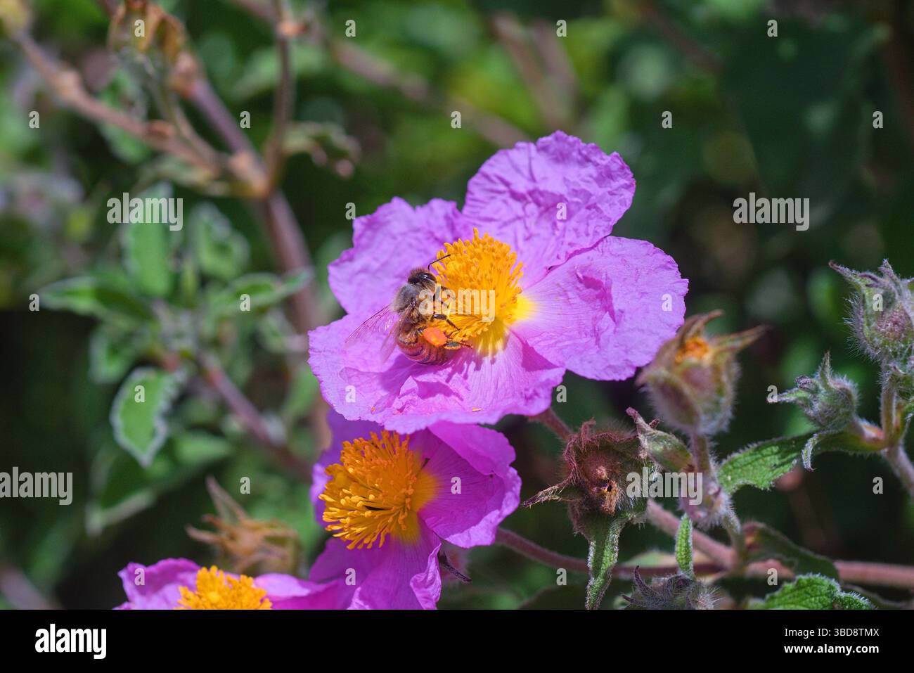 cisto rosso con vespa Foto Stock