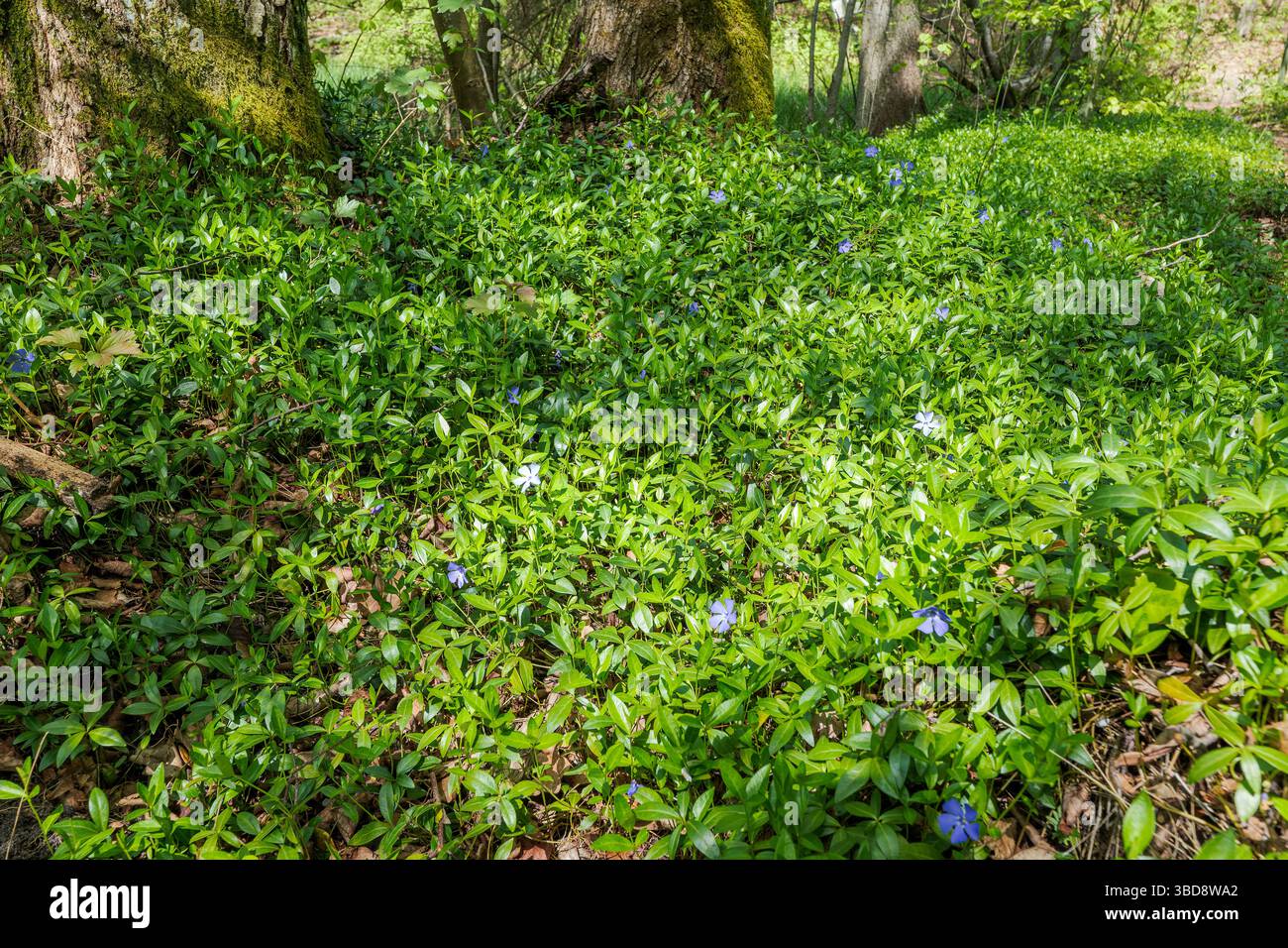 Il periwinkle comune cresce selvatico nella foresta in compagnia di spessi tronchi di alberi forestali. Primavera nella foresta. Polonia orientale. Foto Stock