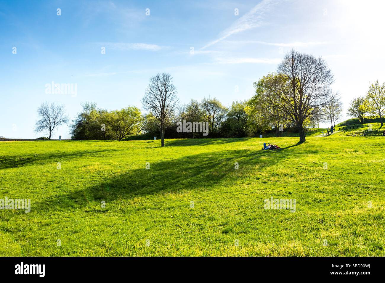Prato con erba verde fresca e albero. Riposare le persone vicino all'albero. Estate, cielo blu e bel sole Foto Stock