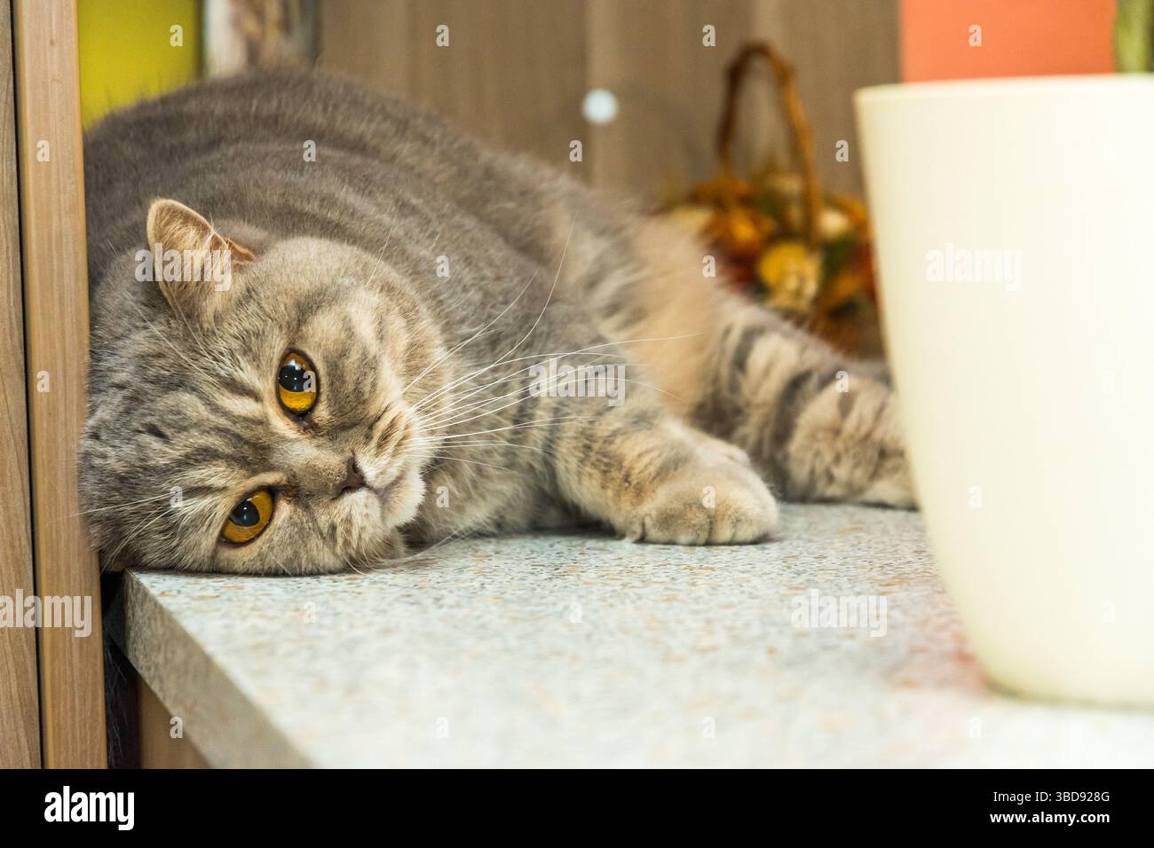 Un simpatico gatto inglese è sdraiato sulla scrivania. Adorabile relax degli animali. Foto Stock