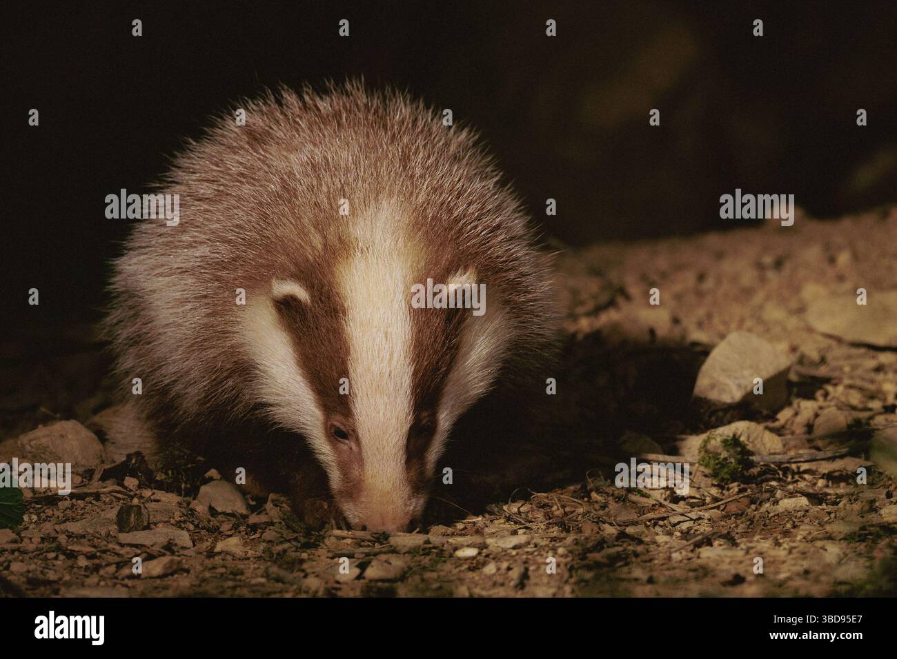 Cucciolo di Badger eucaristico Foto Stock