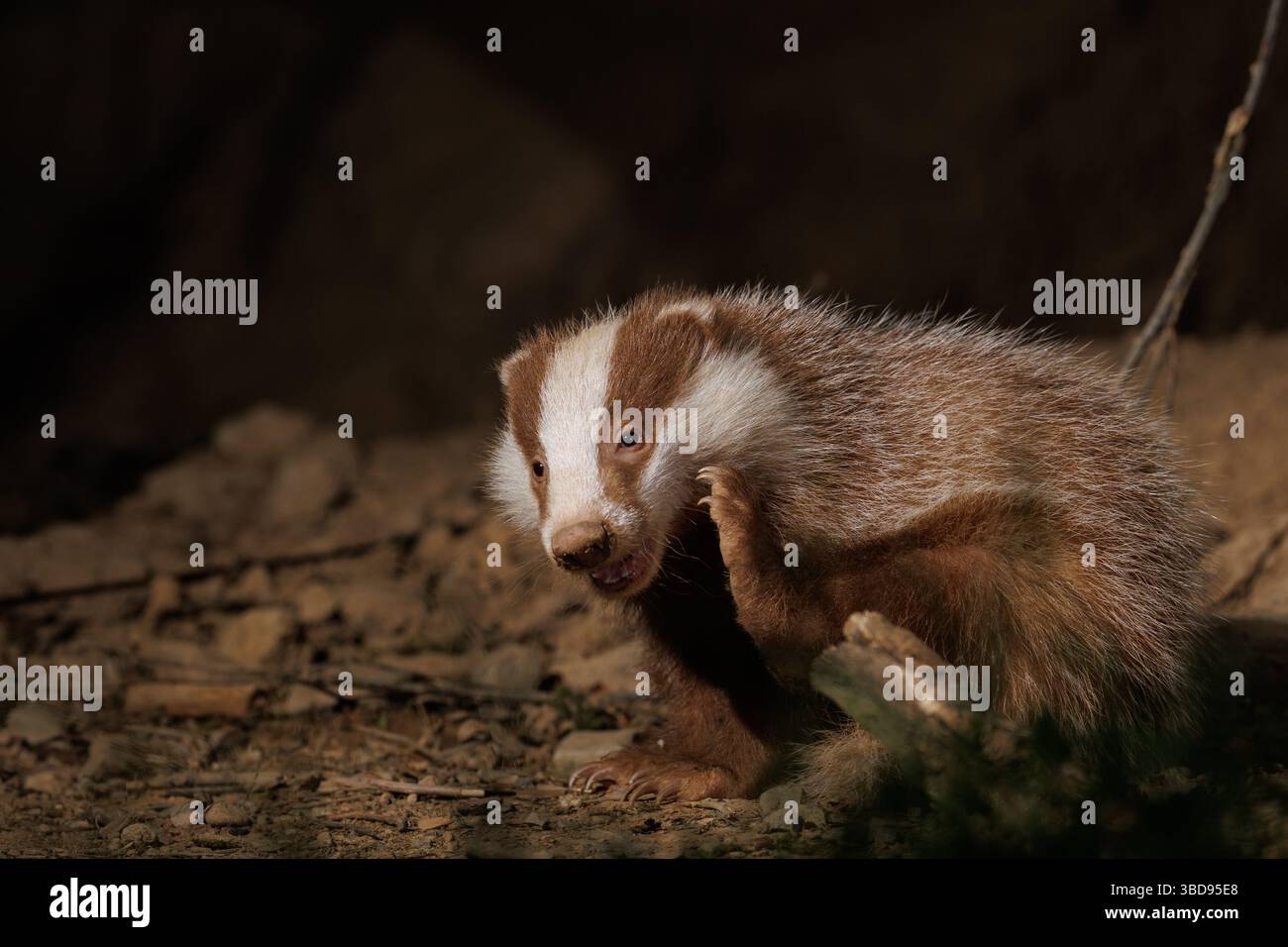 Cucciolo di Badger eucaristico Foto Stock