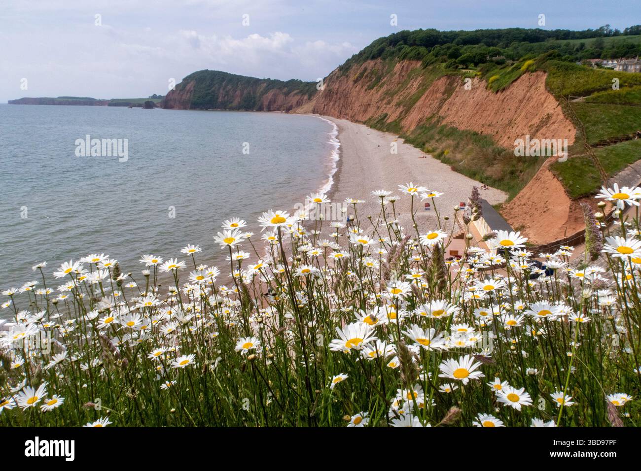Tranquilla sulla spiaggia occidentale di Sidmouth, Devon. Le temperature si mantengono ancora oltre i 20 gradi, anche se si prevede che il tempo più fresco arrivi durante il fine settimana. Vista dall'alto della scala Jacob's Ladder attraverso una striscia di margherite Ox Eye. Photo Central/Alamy Live News Foto Stock
