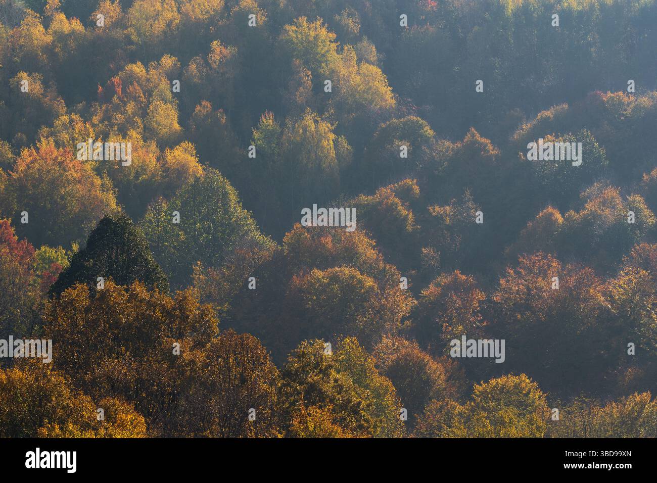 La foresta che lascia le foglie risplende in colori autunnali vivaci in un'atmosfera nebbiosa Foto Stock