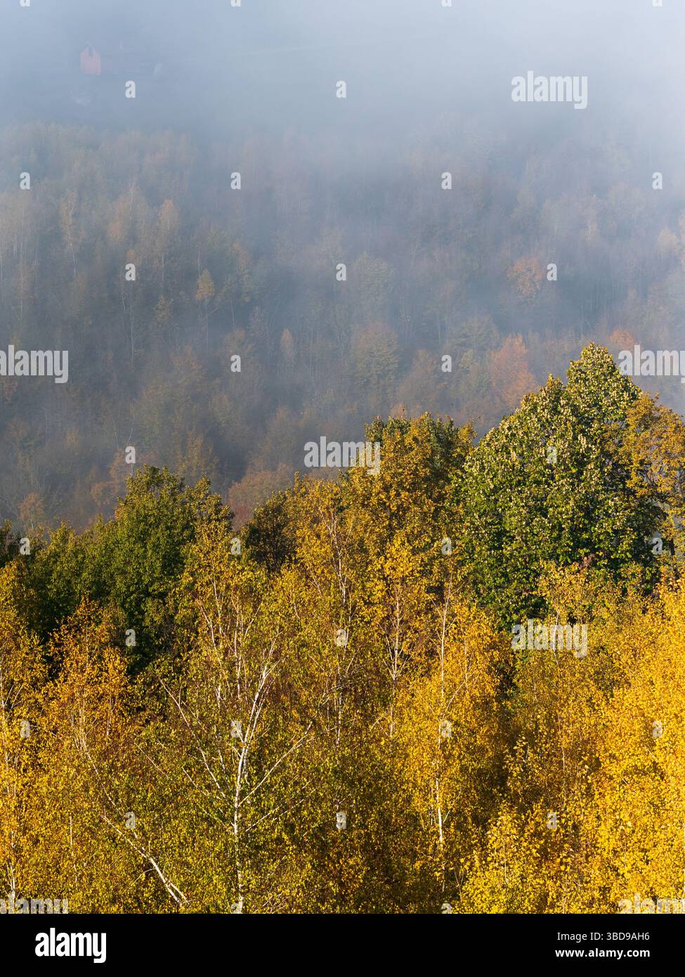 Baldacchini di alberi di colore arancione contro la nebbia del pendio collinare ih in autunno Foto Stock Baldacchini di alberi di colore arancione contro la nebbia del pendio collinare ih in autunno Foto Stock