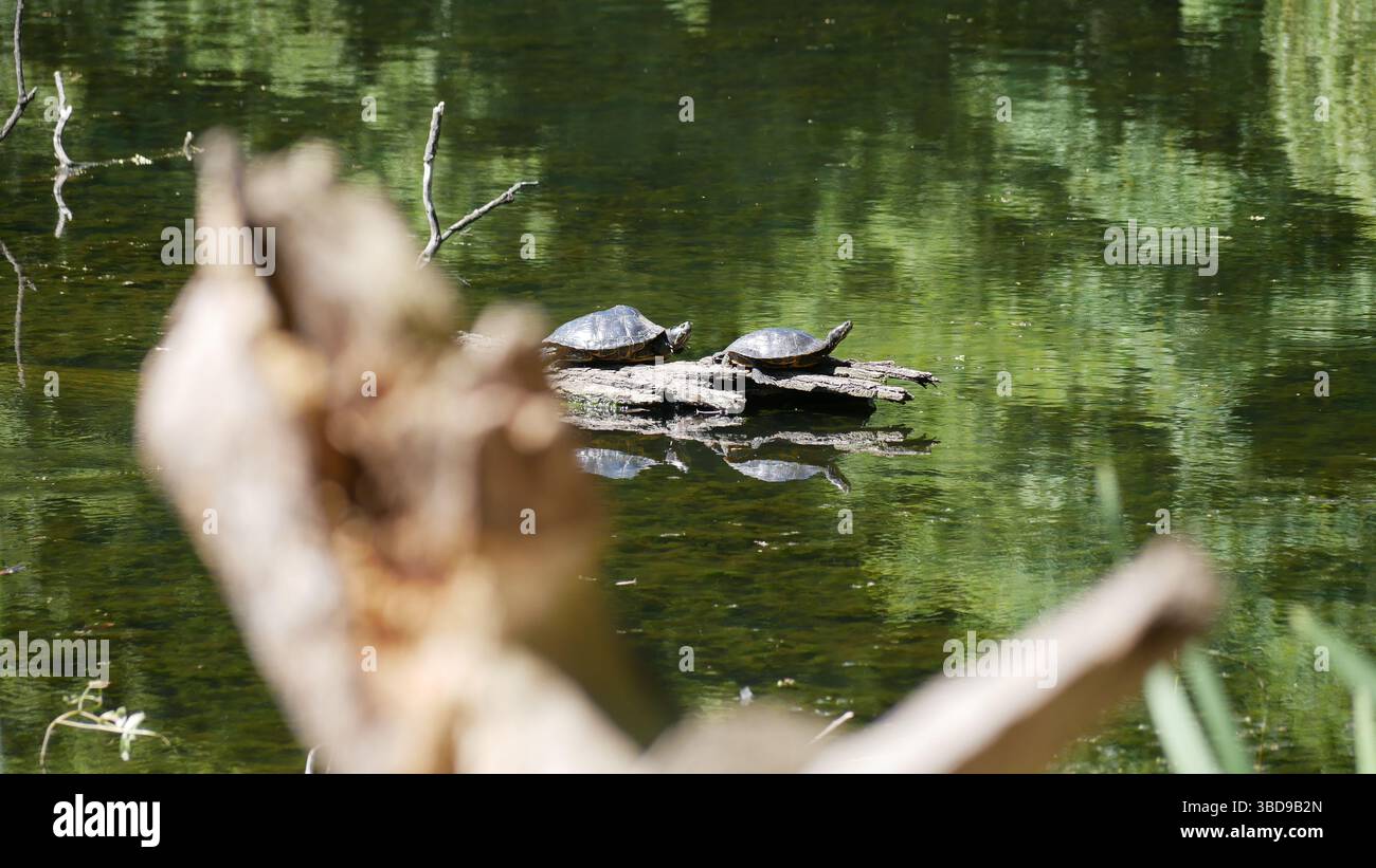 Le tartarughe marine in stagno Foto Stock