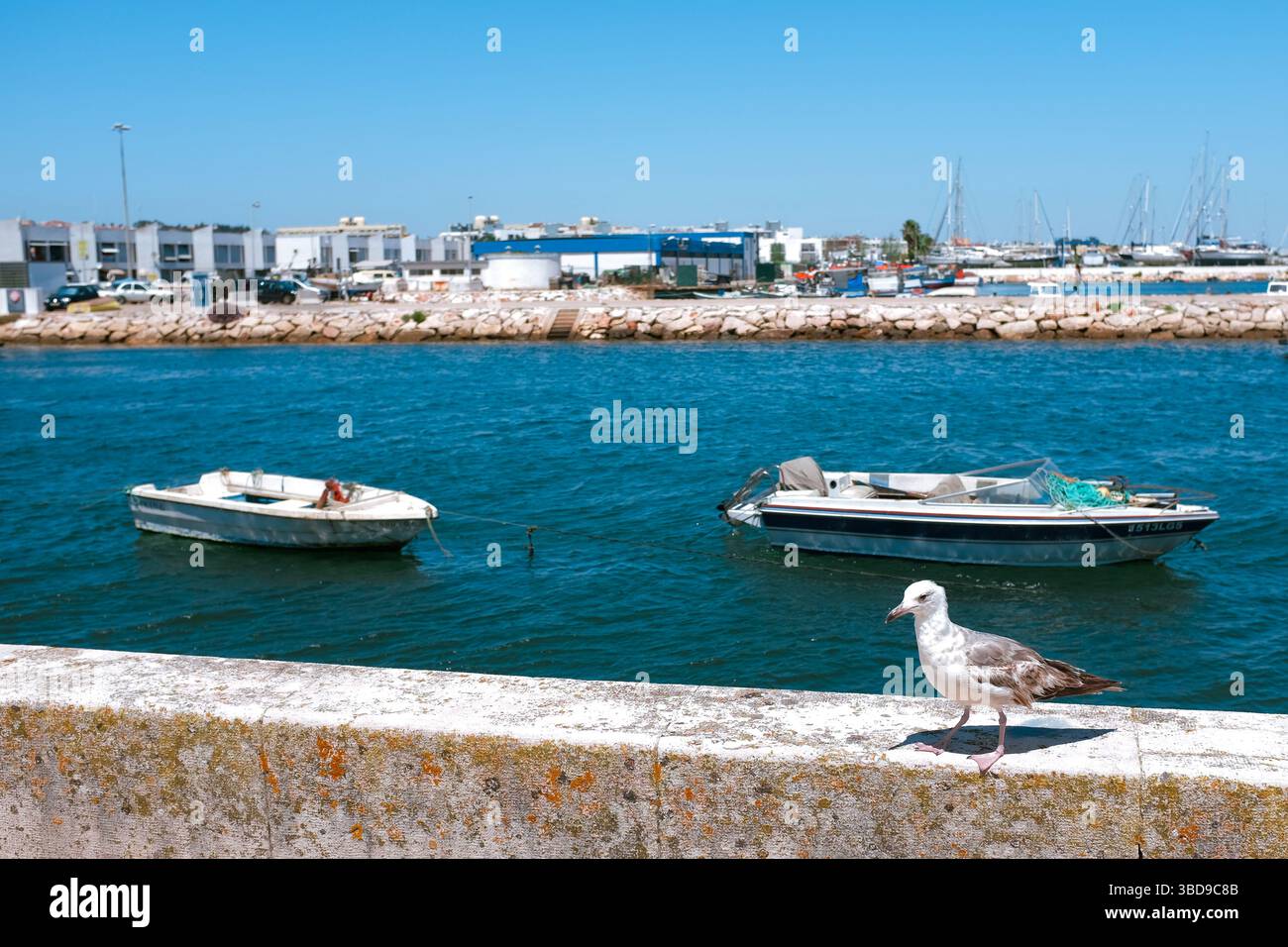 16 giugno 2016 - Lagos, Portogallo: Secondo inverno, Gull occidentale si erge su rotaia di pietra. Uccello con testa bianca, piume grigie e gambe rosa a Port of Lagos. Foto Stock