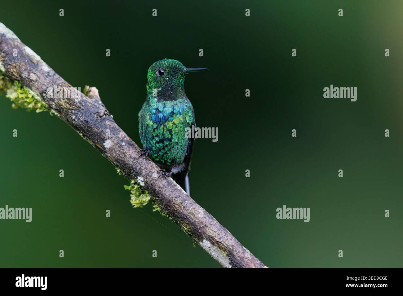 Green Thorntail, Montezuma Rainforest Lodge, Colombia, novembre 2022 Foto Stock