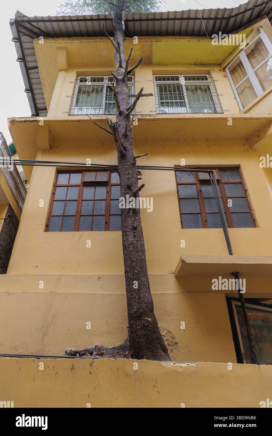 Al Tempio di Tsuglaghang gli alberi non sono sradicati dove sono costruiti gli edifici Foto Stock
