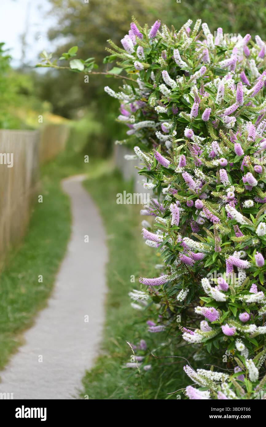 Sentiero della Buddleia Foto Stock
