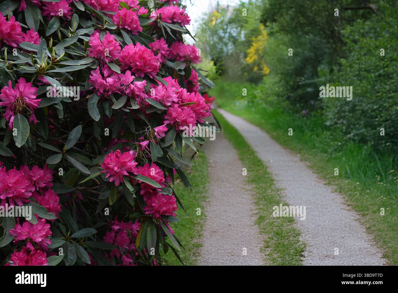 Sentiero dei rododendri Foto Stock