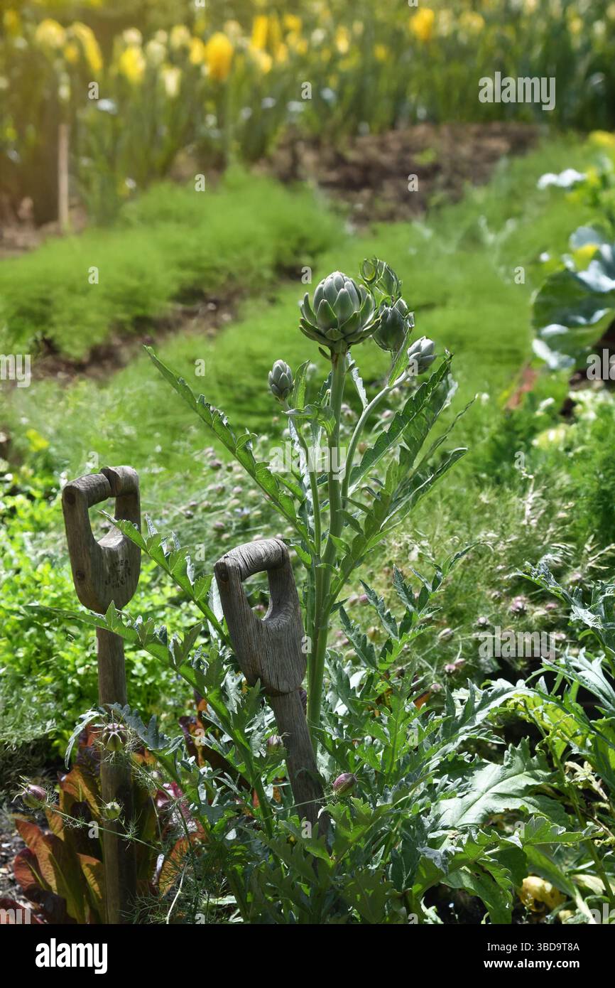 Tracciato di verdure Foto Stock