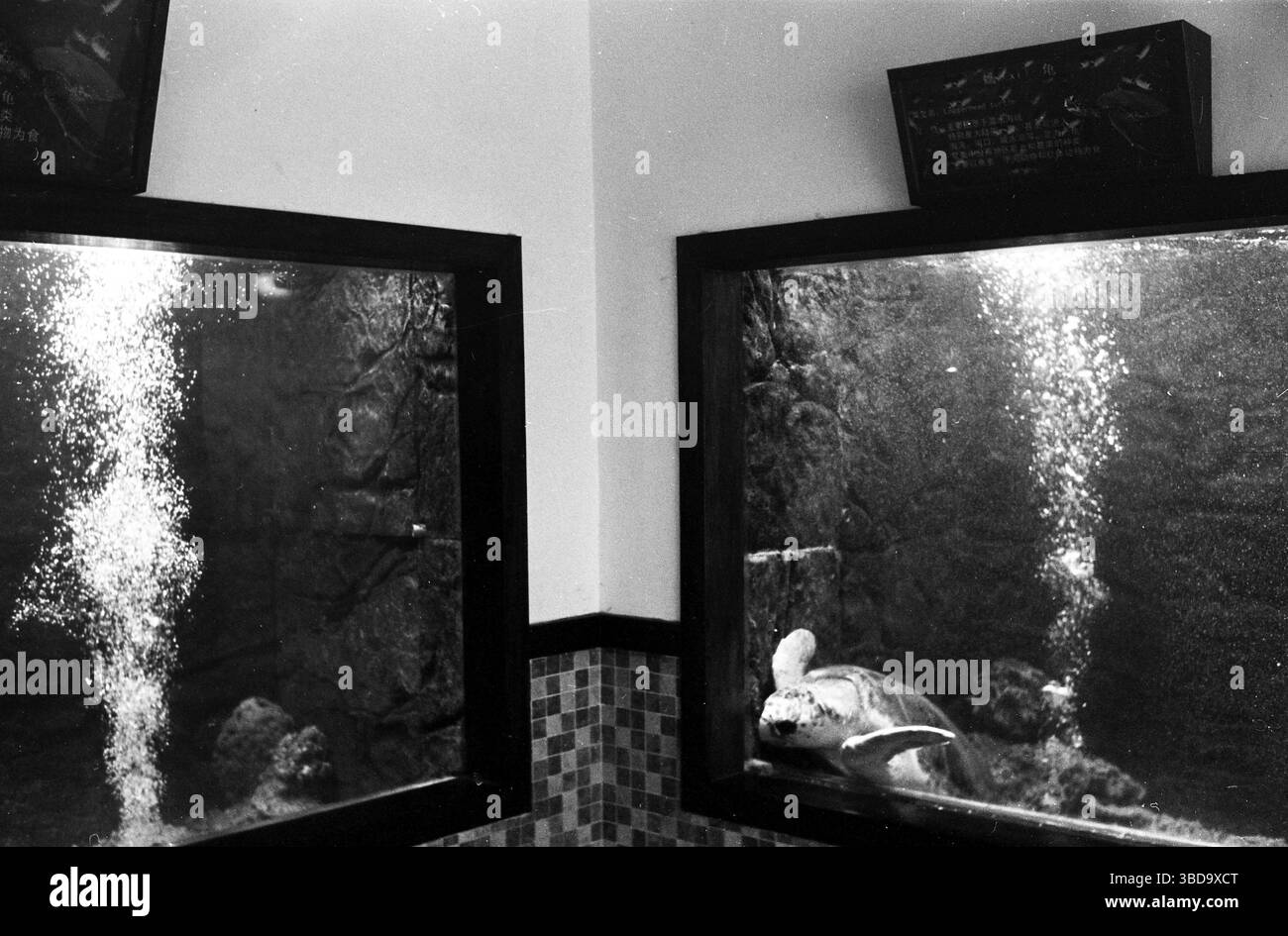 Sea Turtle Exhibit Aquarium presso lo zoo di Hangzhou nei primi anni '2010 Foto Stock