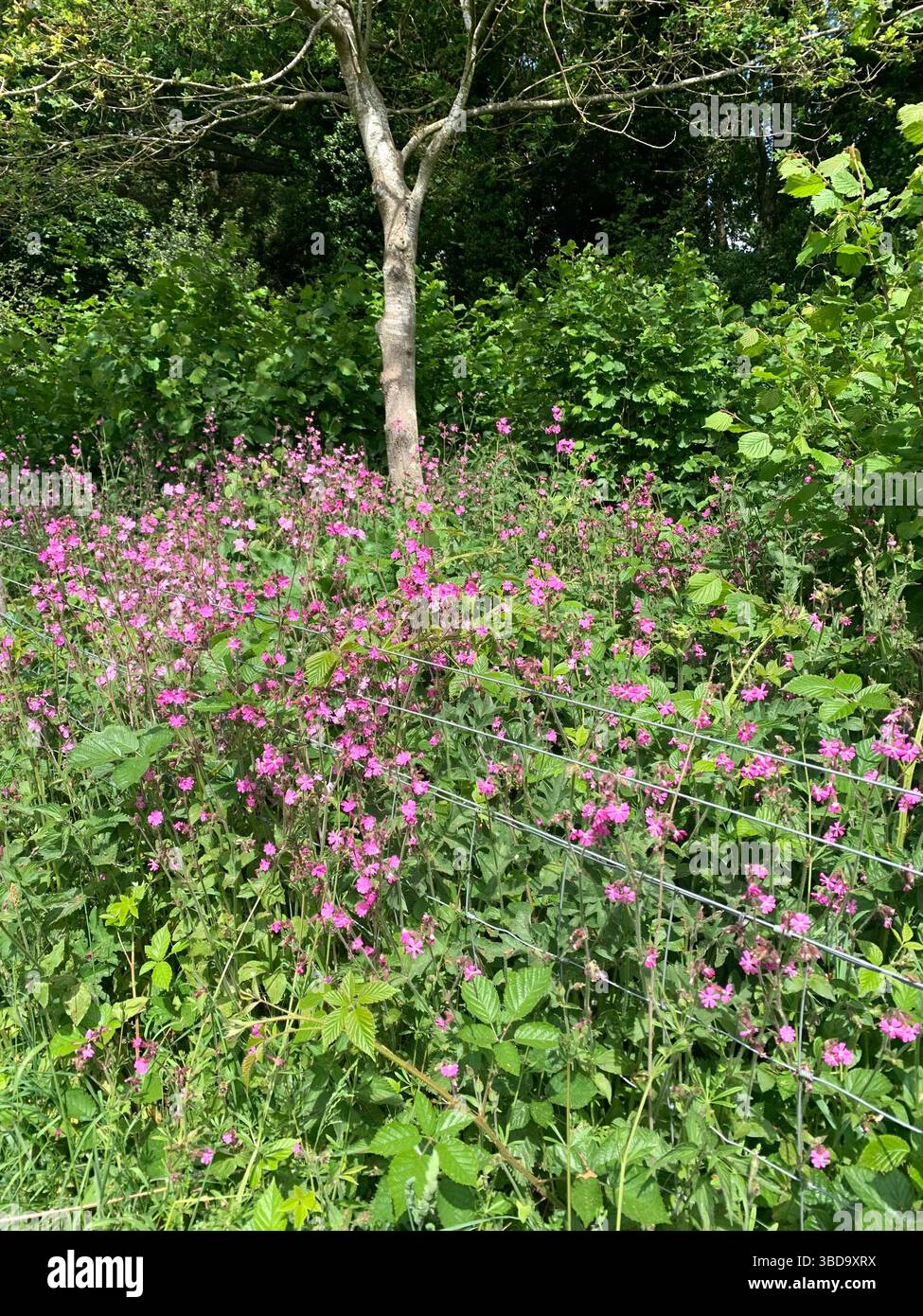 Northamptonshire Northampton lago cigni d'acqua Sywell Country Park passeggiate bambini giocare piante informazioni mappa vecchi luoghi sani camminatori - Immagine stock catturata con smartphone
