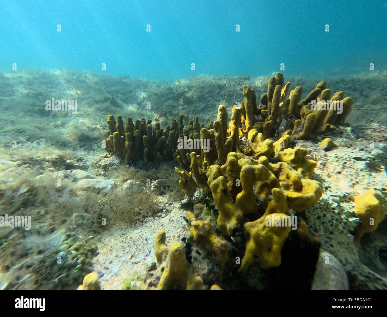 Le spugne gialle brillanti sorgono dal fondo dell'oceano, formando un habitat vivace. La luce solare filtra verso il basso, illuminando il paesaggio sottomarino. Acquatica Foto Stock