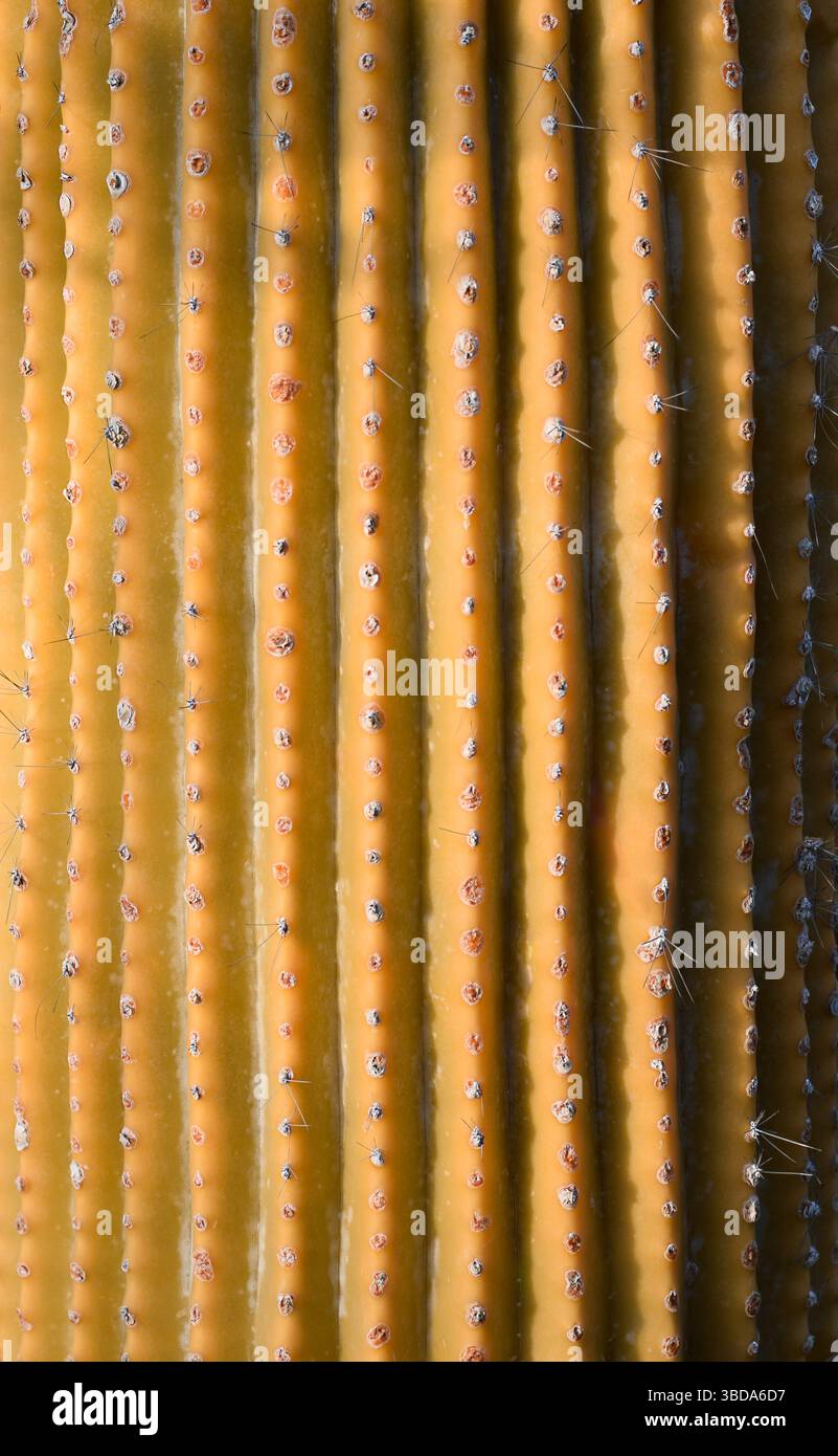 Primo piano gambo di cactus giallo della colonna vertebrale con sfondo areolico, polilofo cefalocereo Foto Stock