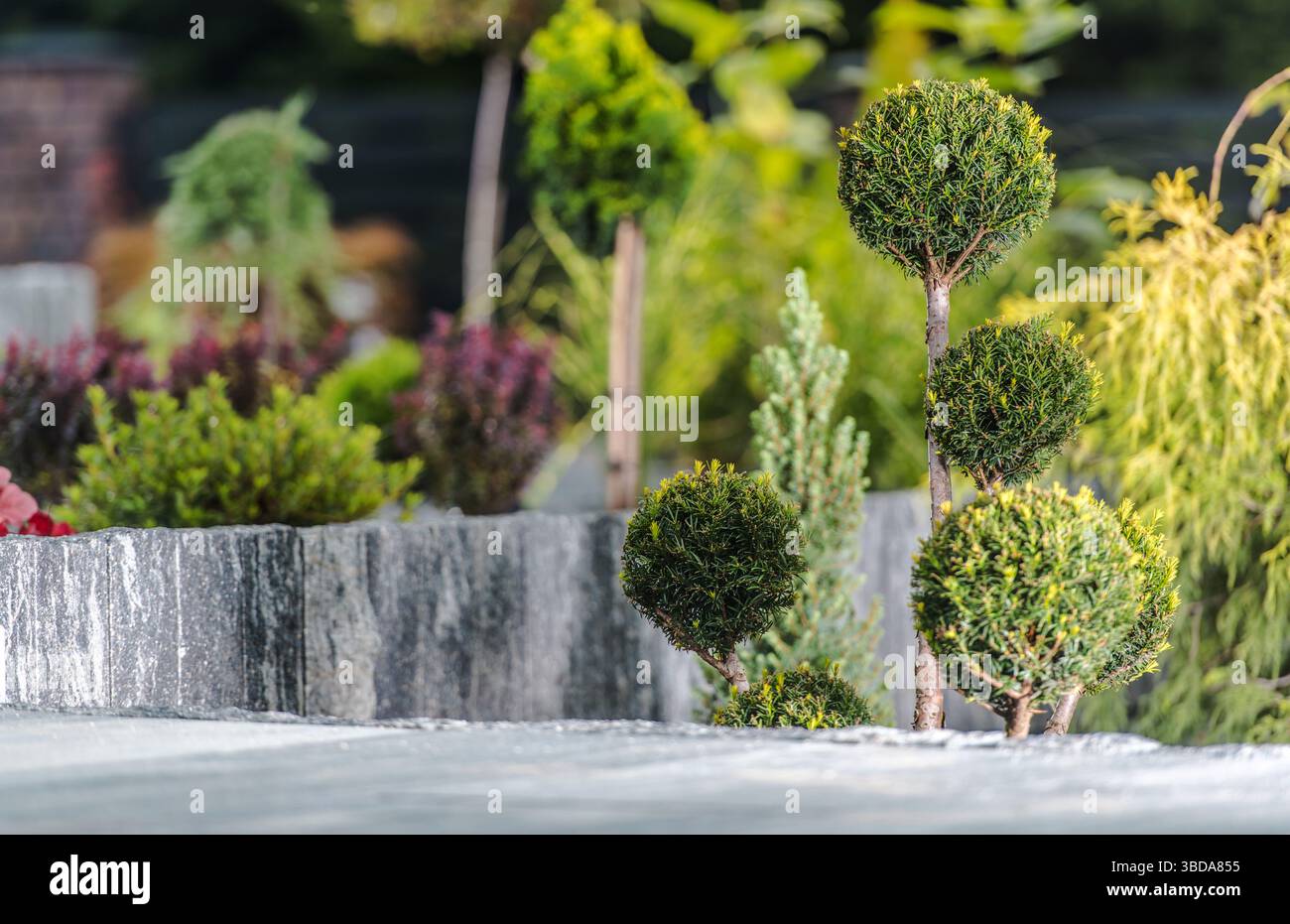 Un giardino ben tenuto presenta varie piante topiarie con forme arrotondate, circondato da vegetazione lussureggiante e altri arbusti colorati, a creare una pace Foto Stock