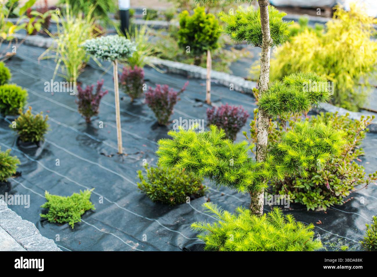 Un vivace giardino presenta varie piante, tra cui vegetazione e arbusti ornamentali, ordinatamente disposti con pali di legno a supporto. La pacciamatura nera Foto Stock