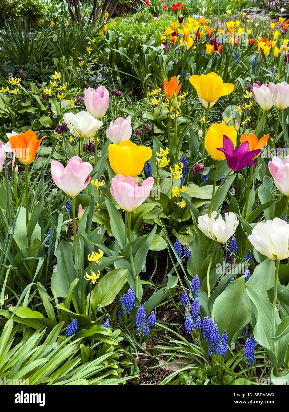 Aiuole di tulipani colorati, Jefferson Market Garden, Greenwich Village, New York City, New York, STATI UNITI Foto Stock