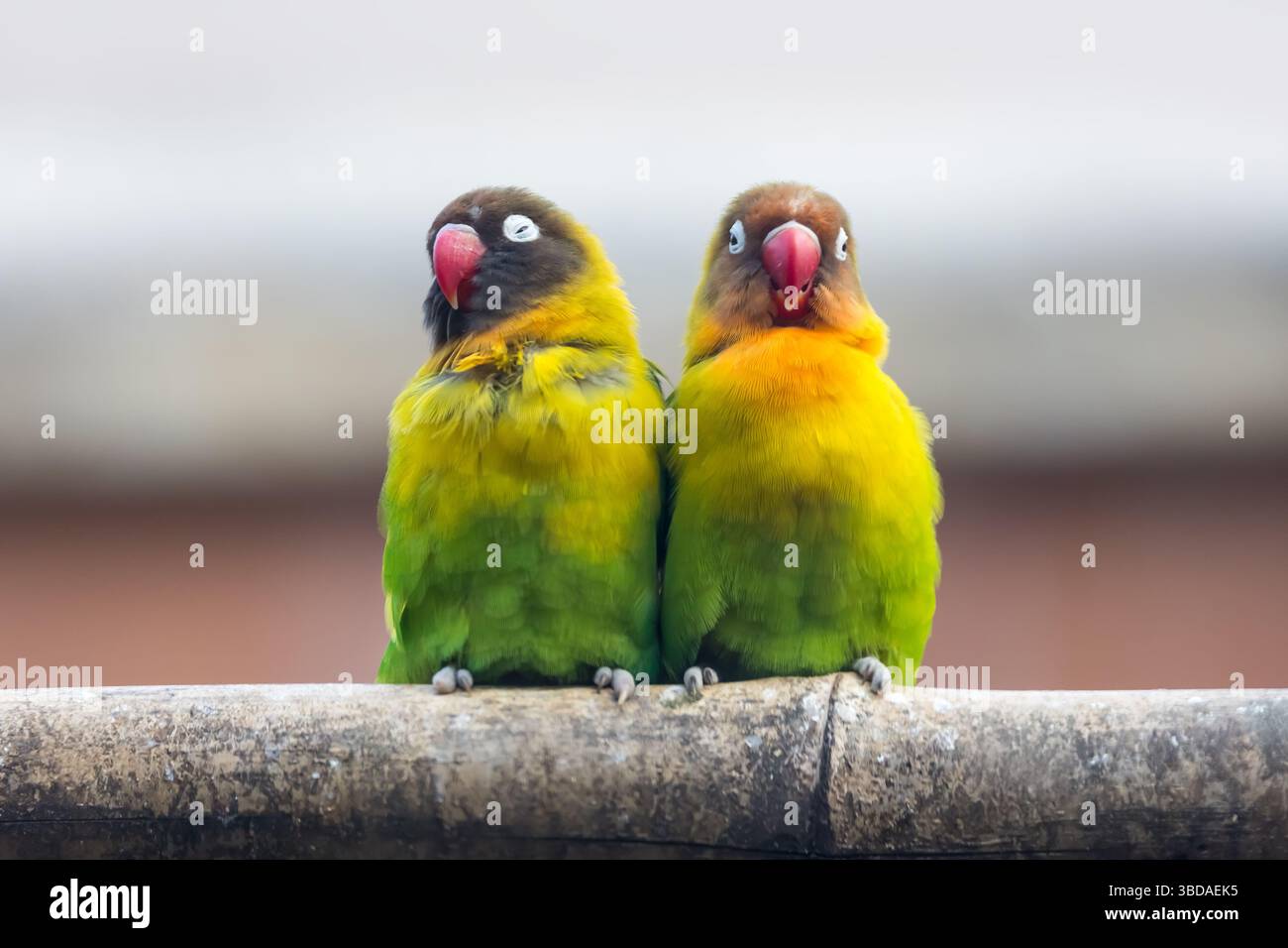 Lovebird con colletto giallo. Due adorabili uccelli d'amore dal colletto giallo Foto Stock