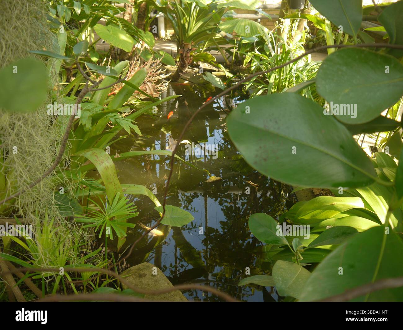 1 marzo 2025: Lo stagno di koi nella gamma della serra presso il Giardino Botanico dell'Università di Cambridge, visto attraverso il fogliame. Foto Stock