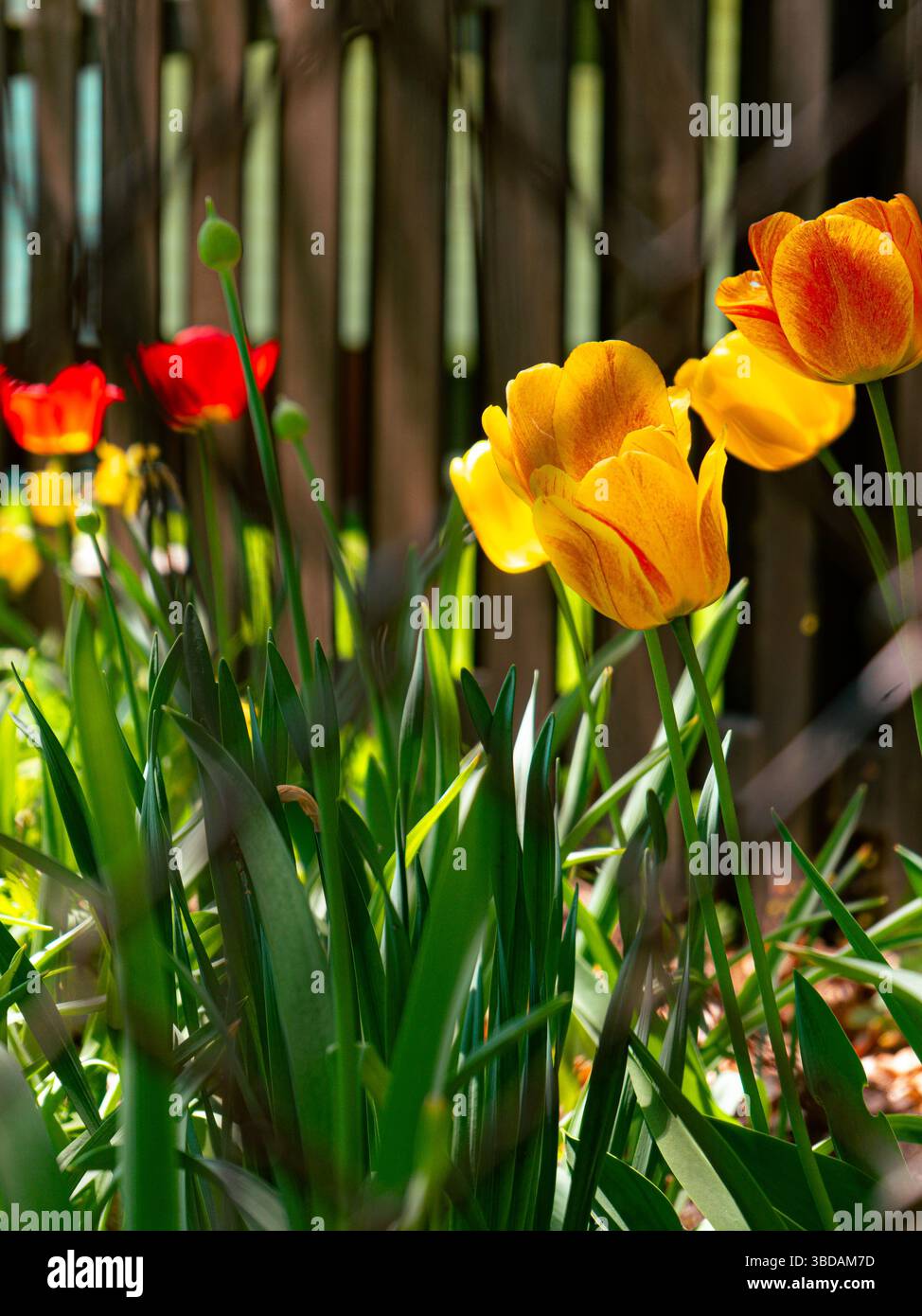 I tulipani illuminati dal sole fioriscono in un vivace giardino sul retro, i loro petali gialli e rossi si illuminano su lussureggianti foglie verdi e una rustica recinzione in legno in primavera Foto Stock