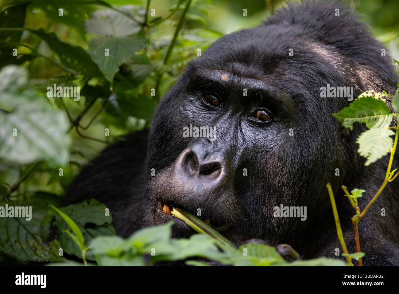 Alimentazione dei gorilla di montagna Foto Stock
