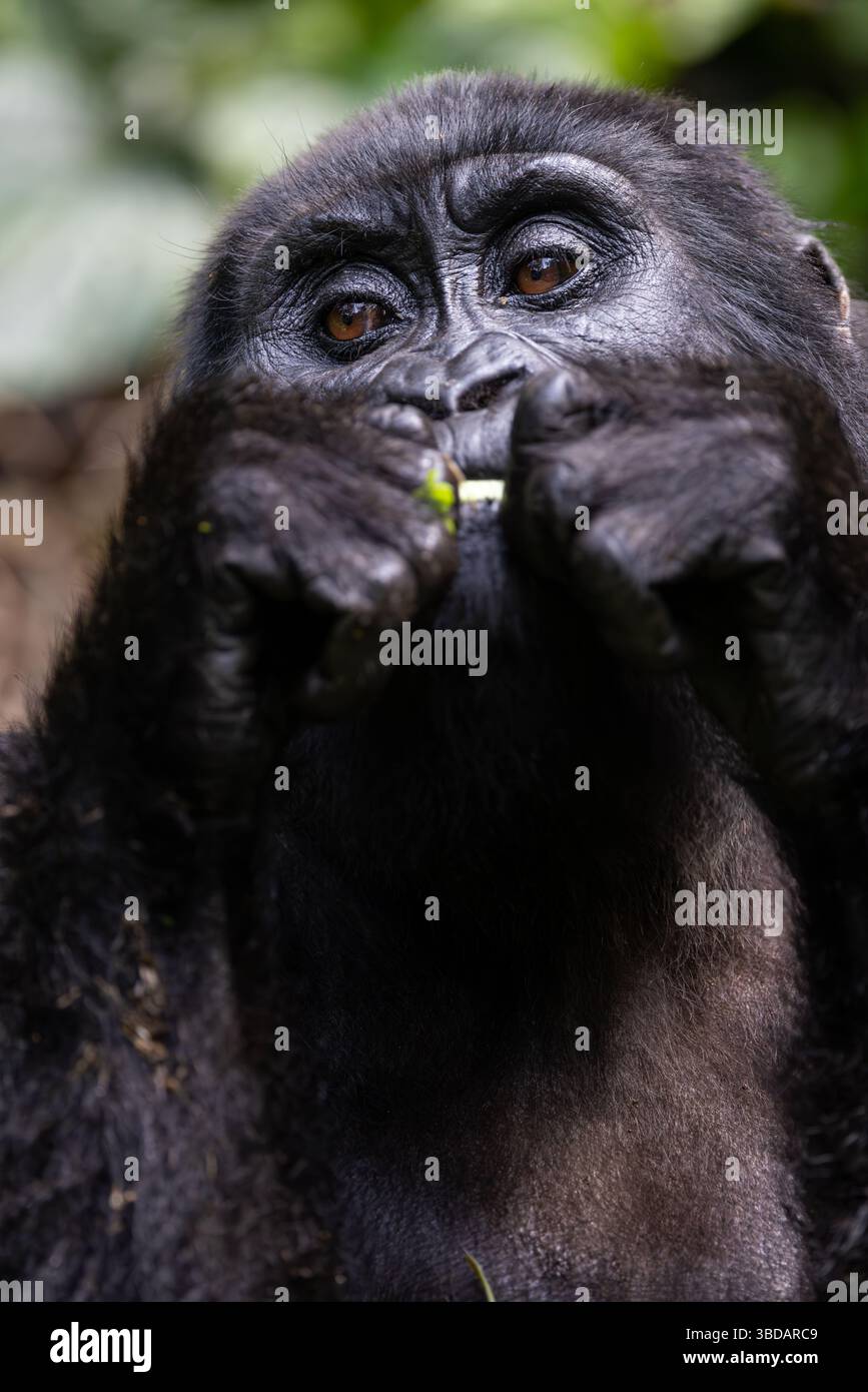 Alimentazione dei gorilla di montagna Foto Stock