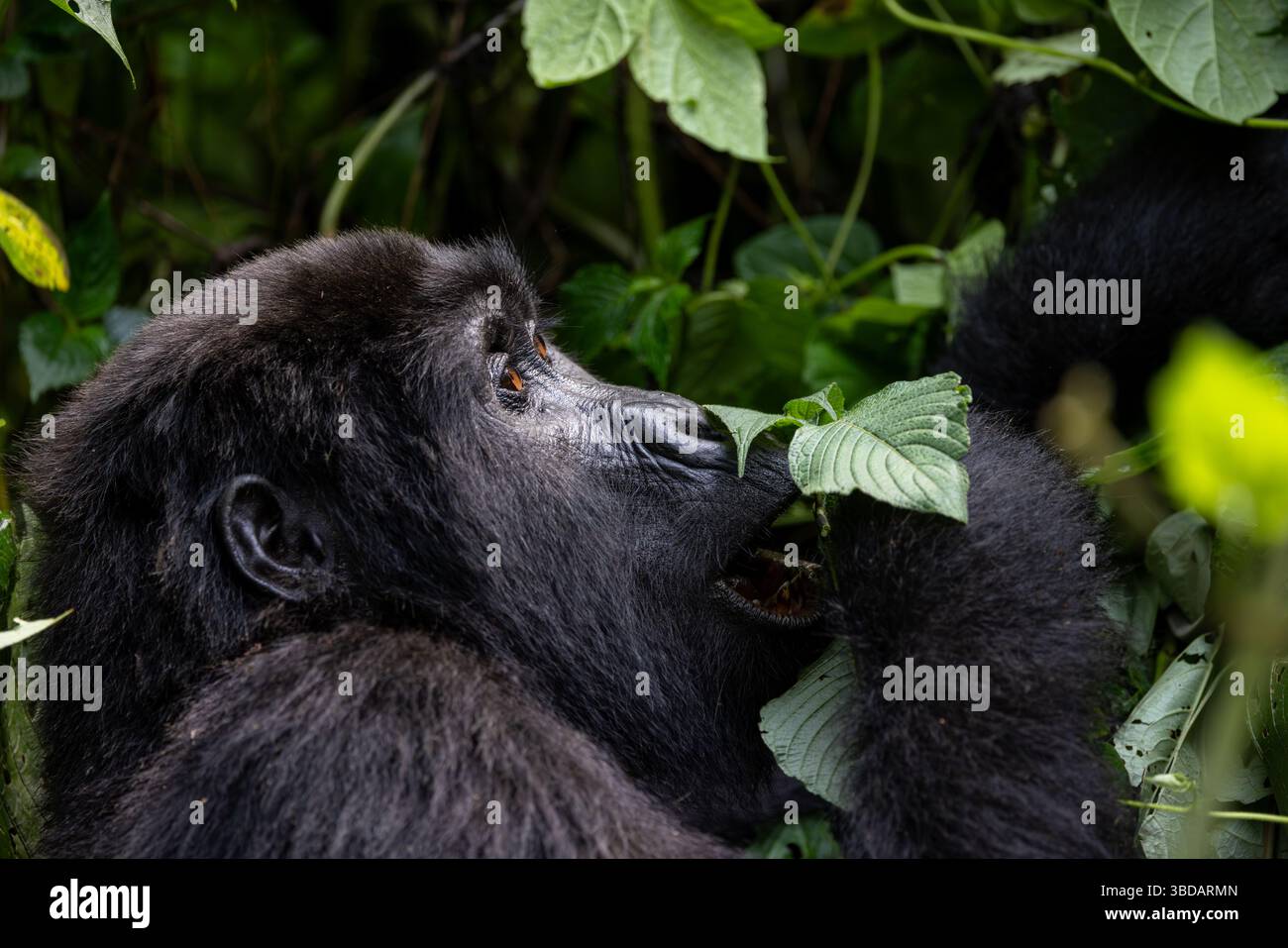 Alimentazione dei gorilla di montagna Foto Stock
