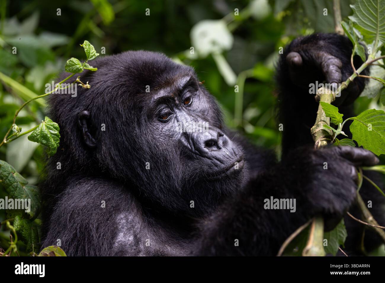 Alimentazione dei gorilla di montagna Foto Stock
