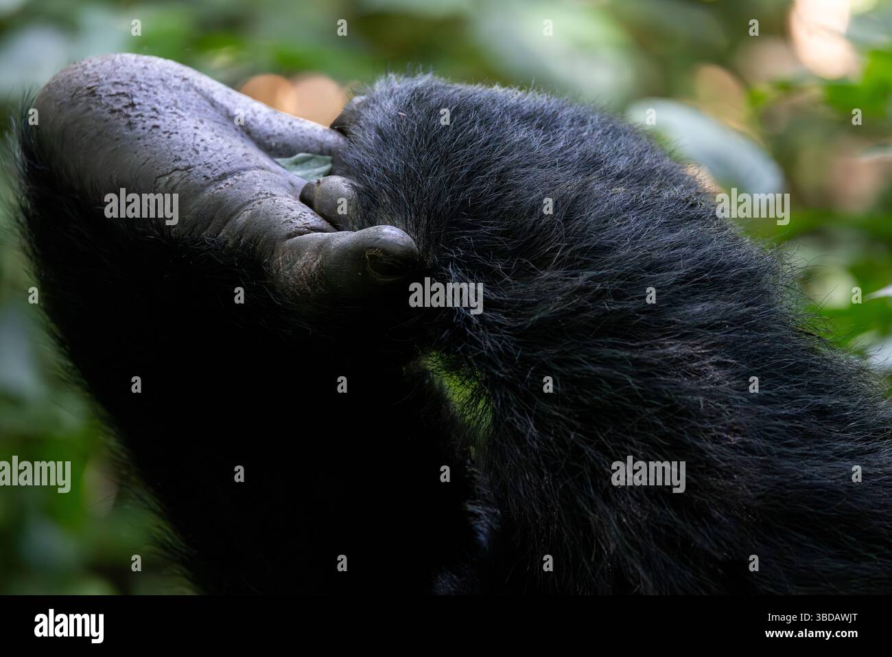 Mano e piede del gorilla a incastro Foto Stock