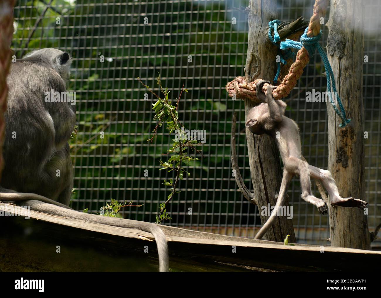 L’infante Bengala Hanuman langur gioca su una corda sotto l’occhio vigile di sua madre allo zoo di Sofia, Bulgaria, in un ambiente prigioniero sicuro, Europa orientale, UE Foto Stock